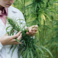Medizinisches Cannabis aus der Apotheke: Worauf Patienten bei der Auswahl achten sollten
